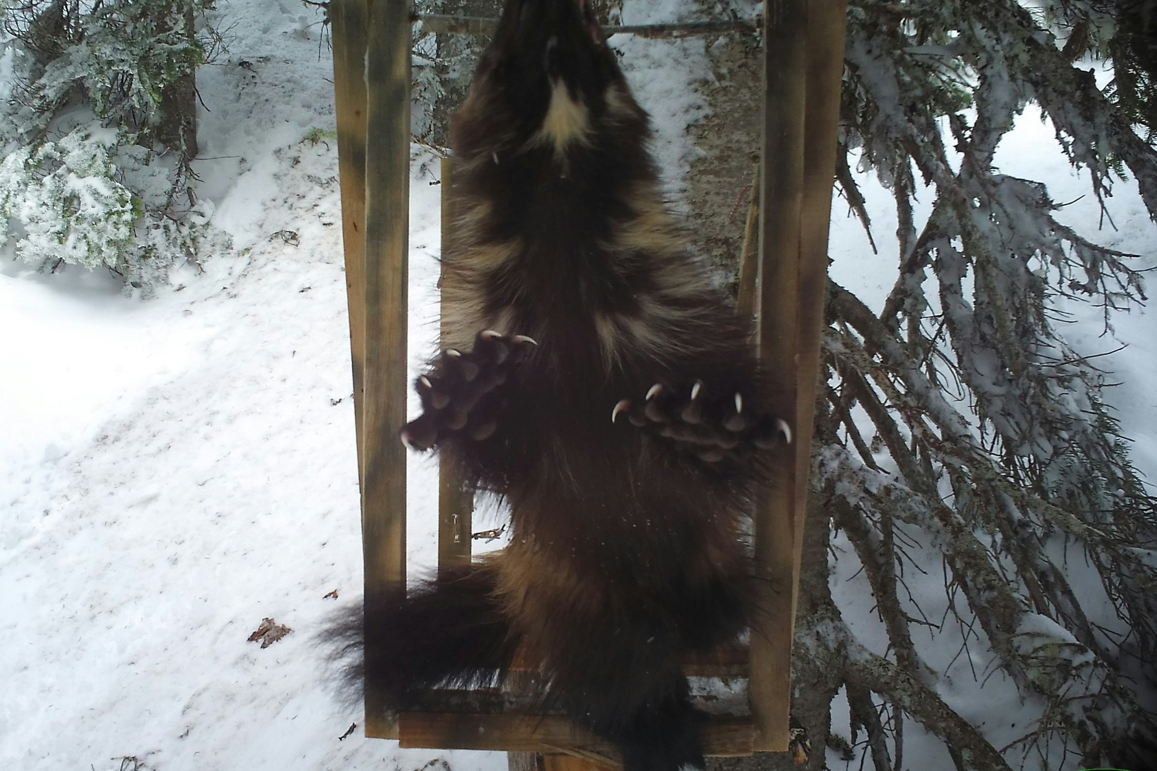 A wolverine at Mt Rainier National Park