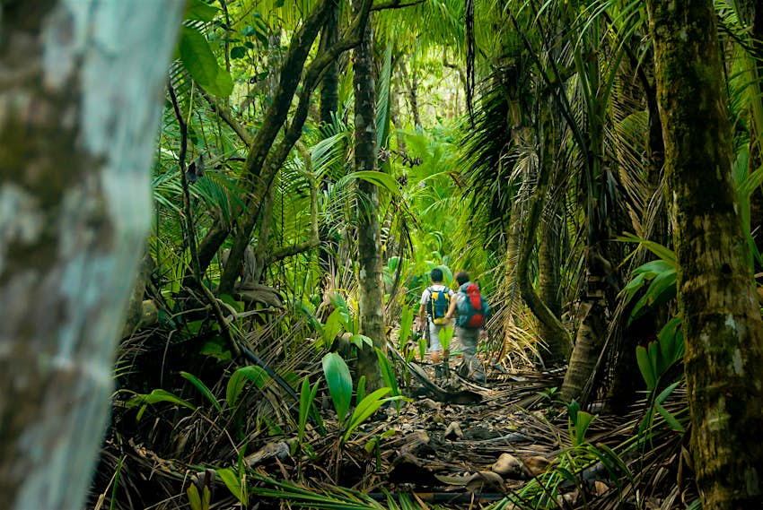 Dos excursionistas se abren paso a través de la espesa jungla del Parque Nacional Corcovado en Costa Rica