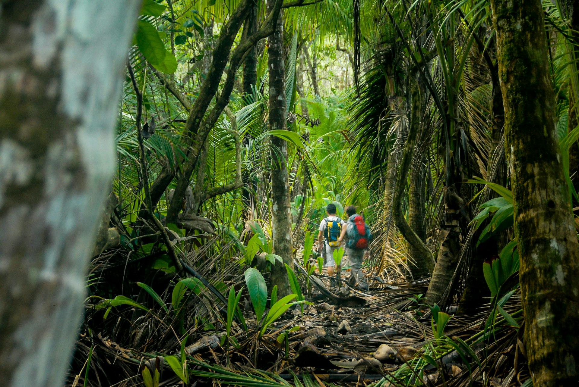 Two hikers make their way through the thick jungle of Corcovado National Park in Costa Rica
