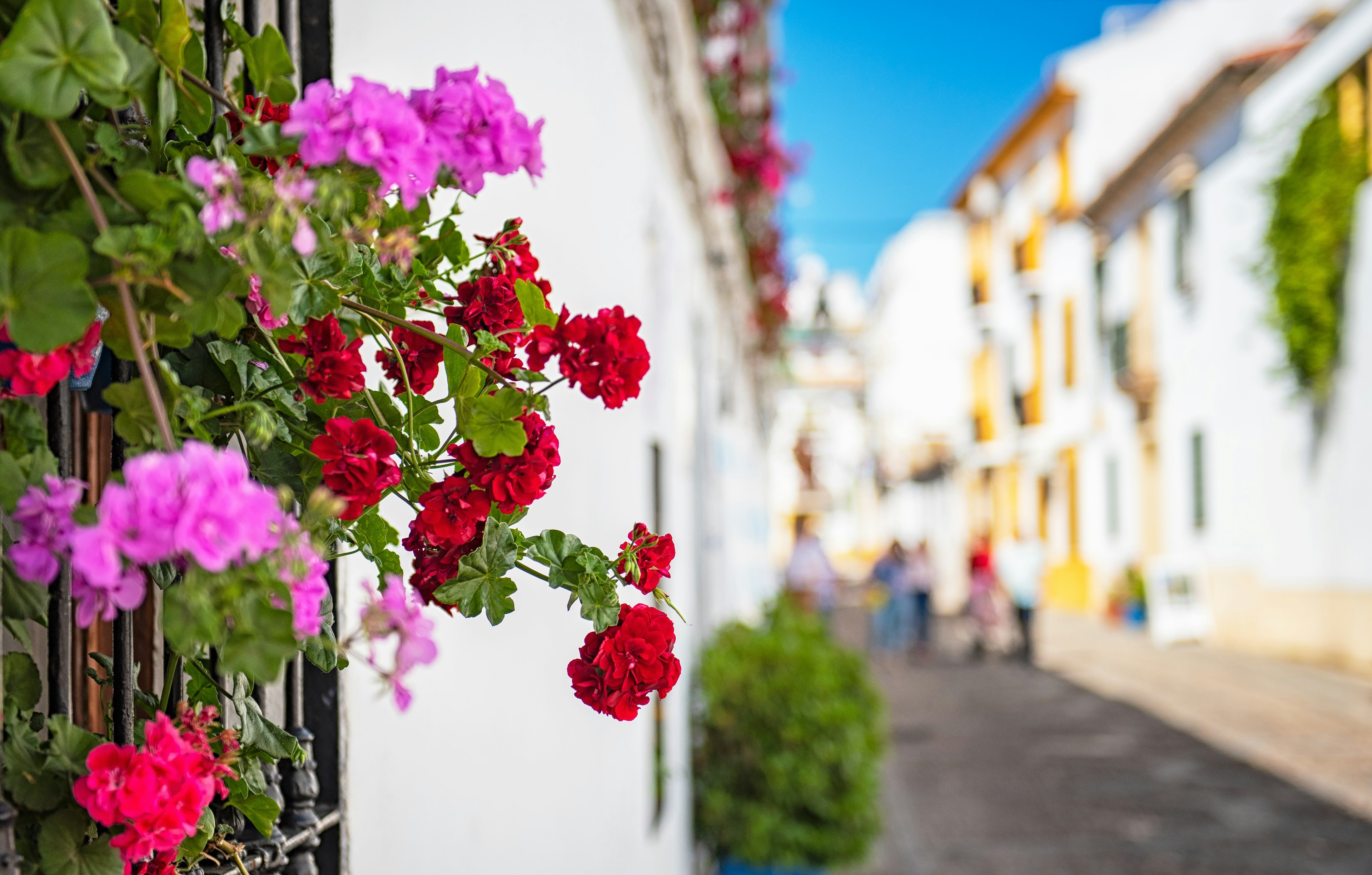 Pink and red flowers growing from the white walls on an old town street