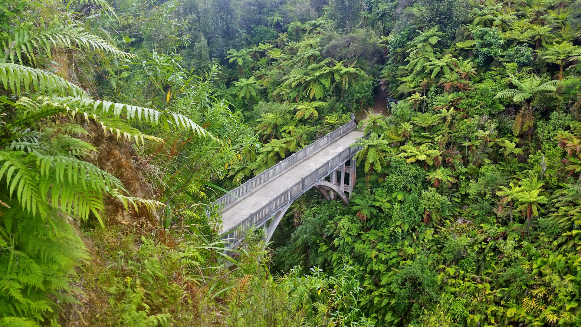 Bridge over a gorge in the jungle at Whanganui National Park