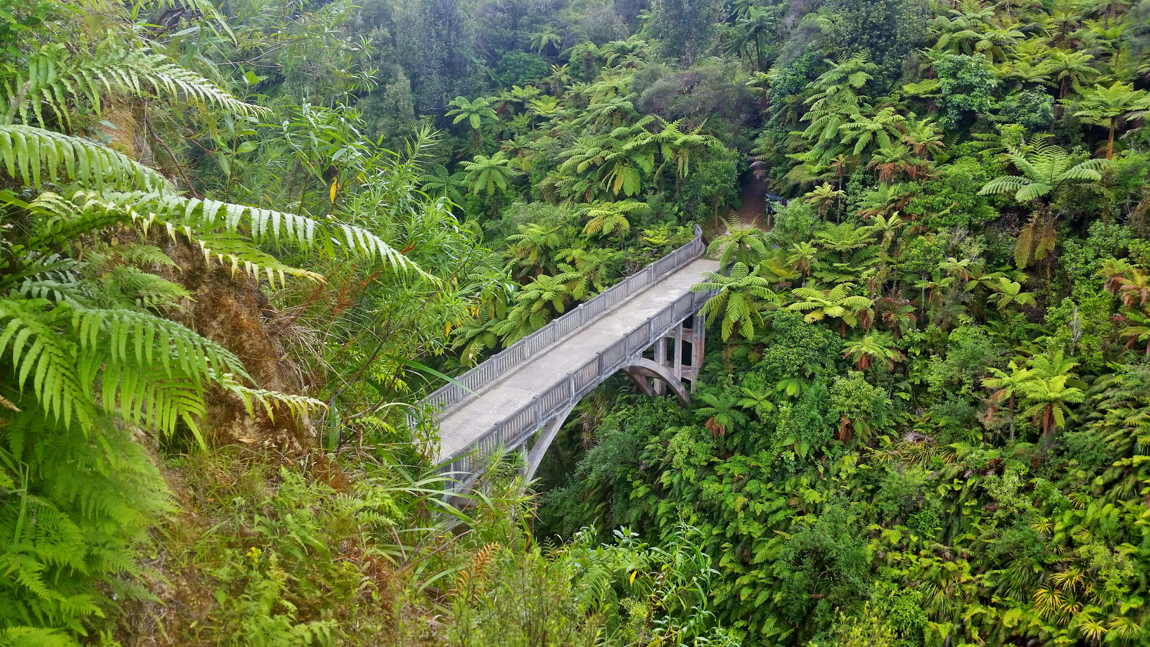 Bridge over a gorge in the jungle at Whanganui National Park