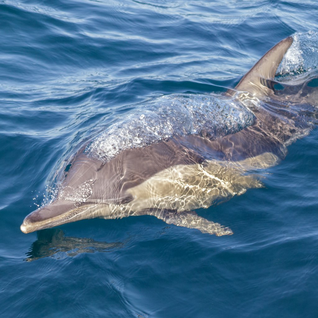 Common Dolphin (Delphinus delphis) blowing bubbles alongside a whale watch boat in Port Stephens.