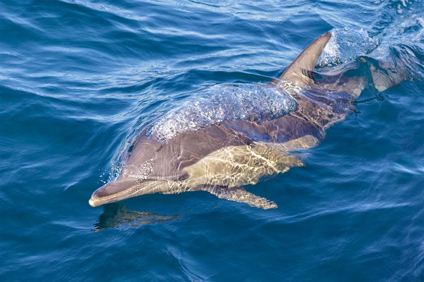 普通的海豚（Delphinus delphis）在斯蒂芬斯港的鲸鱼手表旁边吹泡泡。