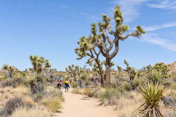 Hikers on Boy Scout Trail with Joshua trees (Yucca brevifolia) in the Joshua Tree National Park.