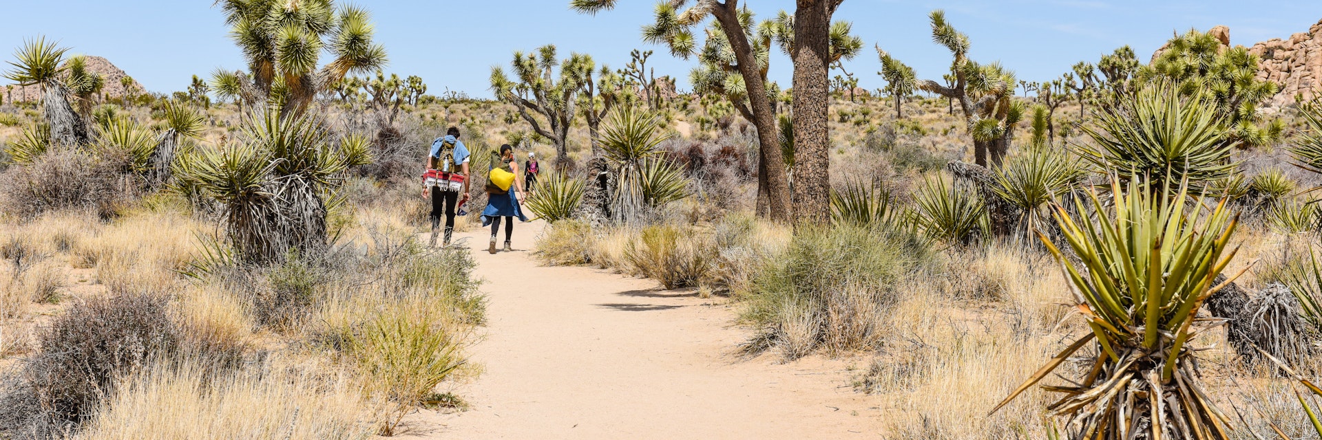 Hikers on Boy Scout Trail with Joshua trees (Yucca brevifolia) in the Joshua Tree National Park.