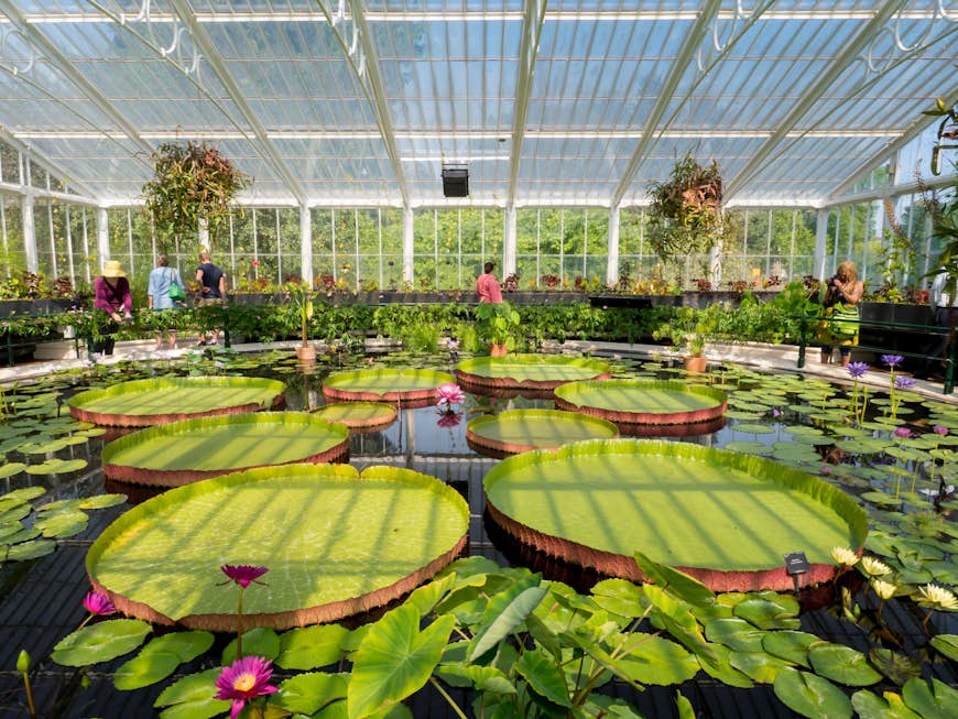 Inside Waterlily House at Kew Gardens
