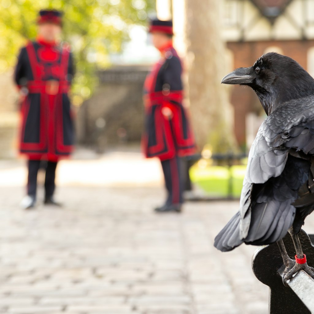 Raven perched on a railing at the Tower of London, with two Yeomen Warders in the background.