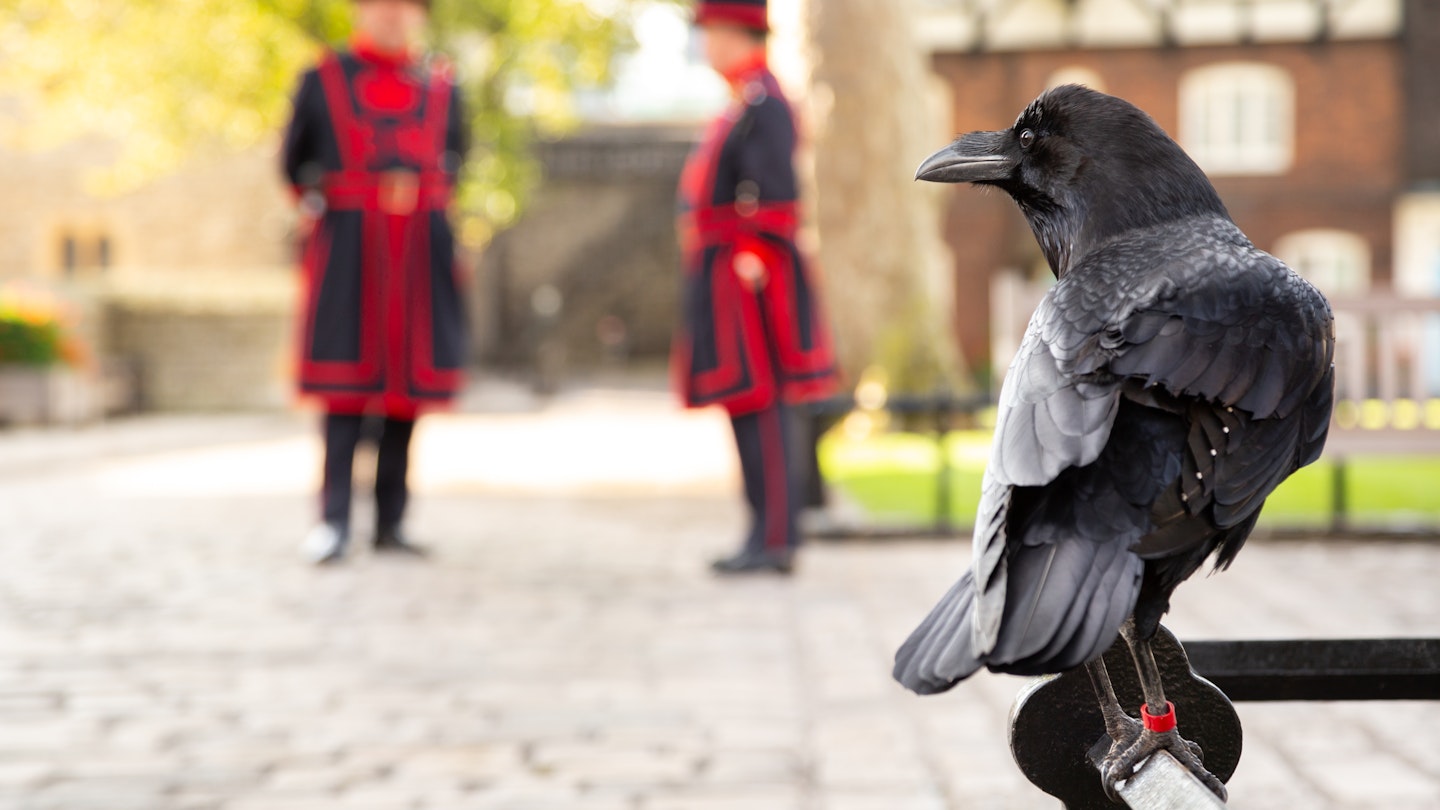 Raven perched on a railing at the Tower of London, with two Yeomen Warders in the background.