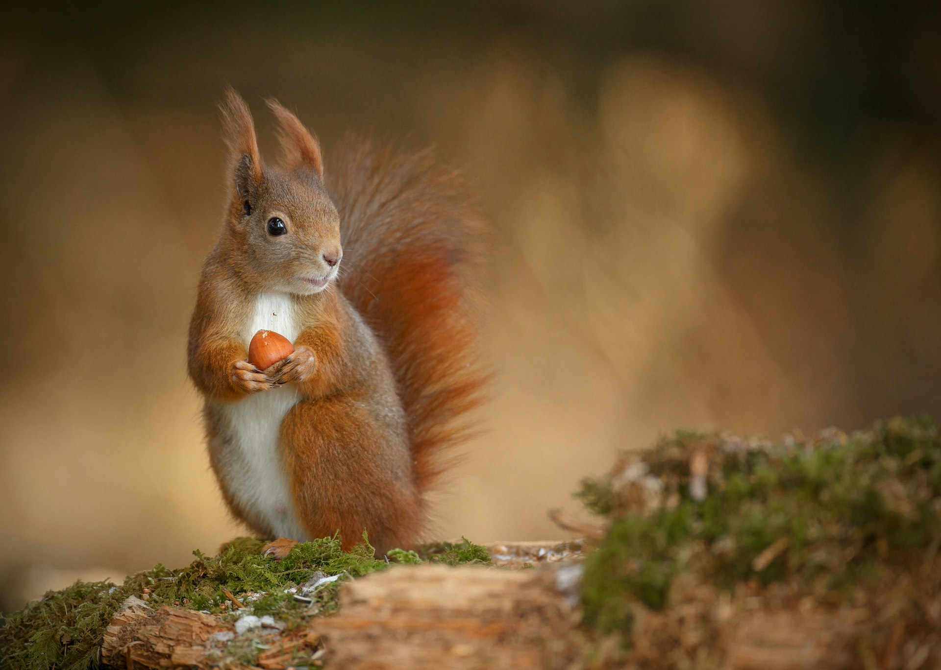 A red squirrel standing on a tree branch and holding a nut.