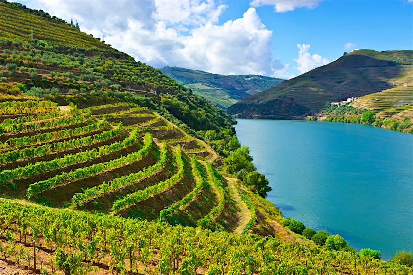 Vineyards in the Douro Valley of Portugal 