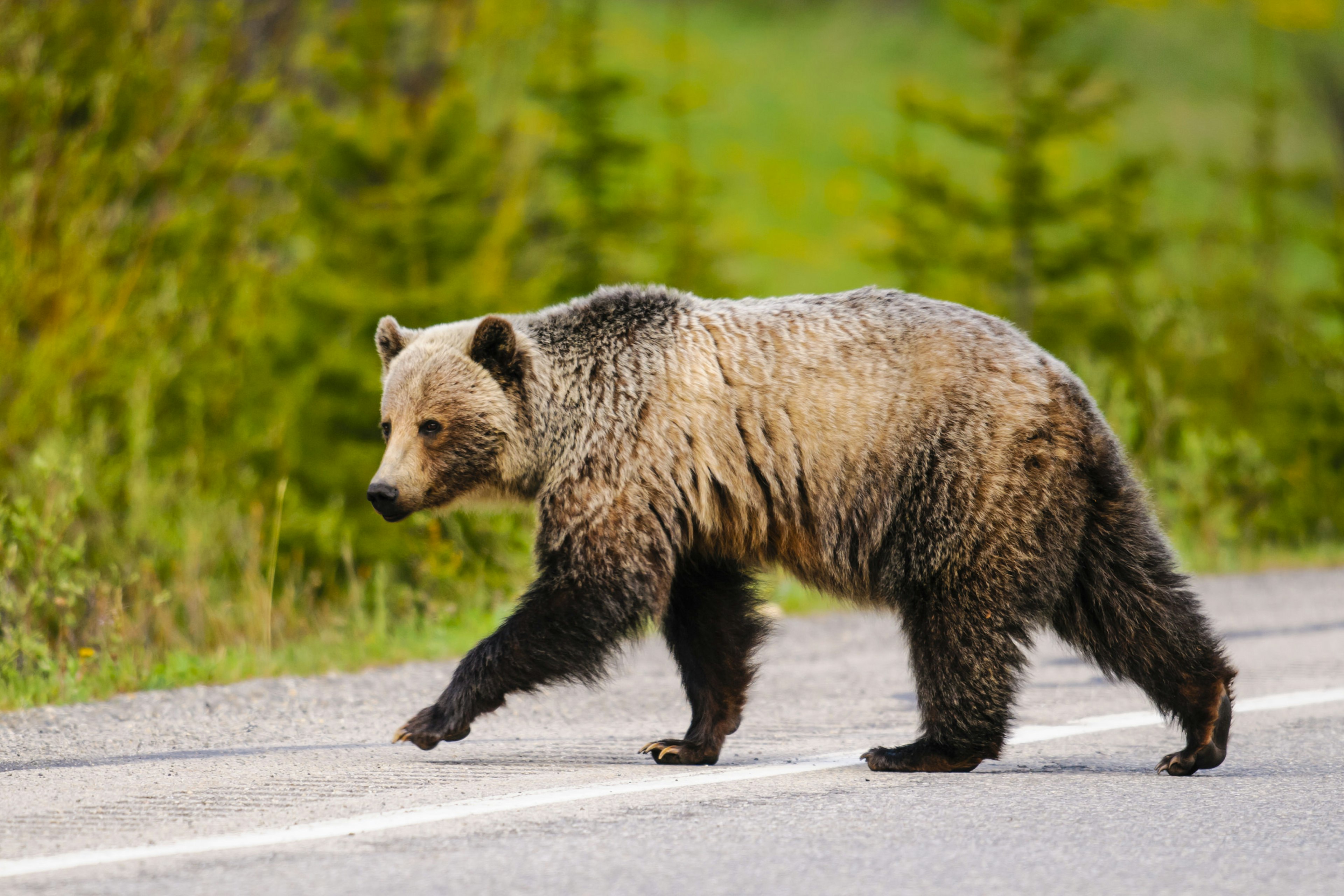 NPS offers tongue-in-cheek advice for dealing with bears