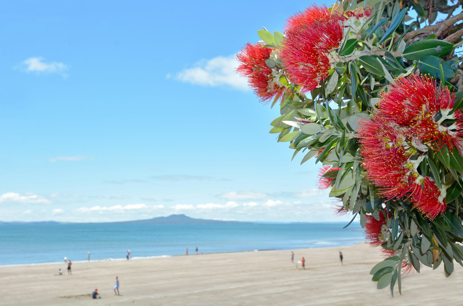 Pohutukawa red flowers blossom in the month of December in the North shore of Auckland, New Zealand.