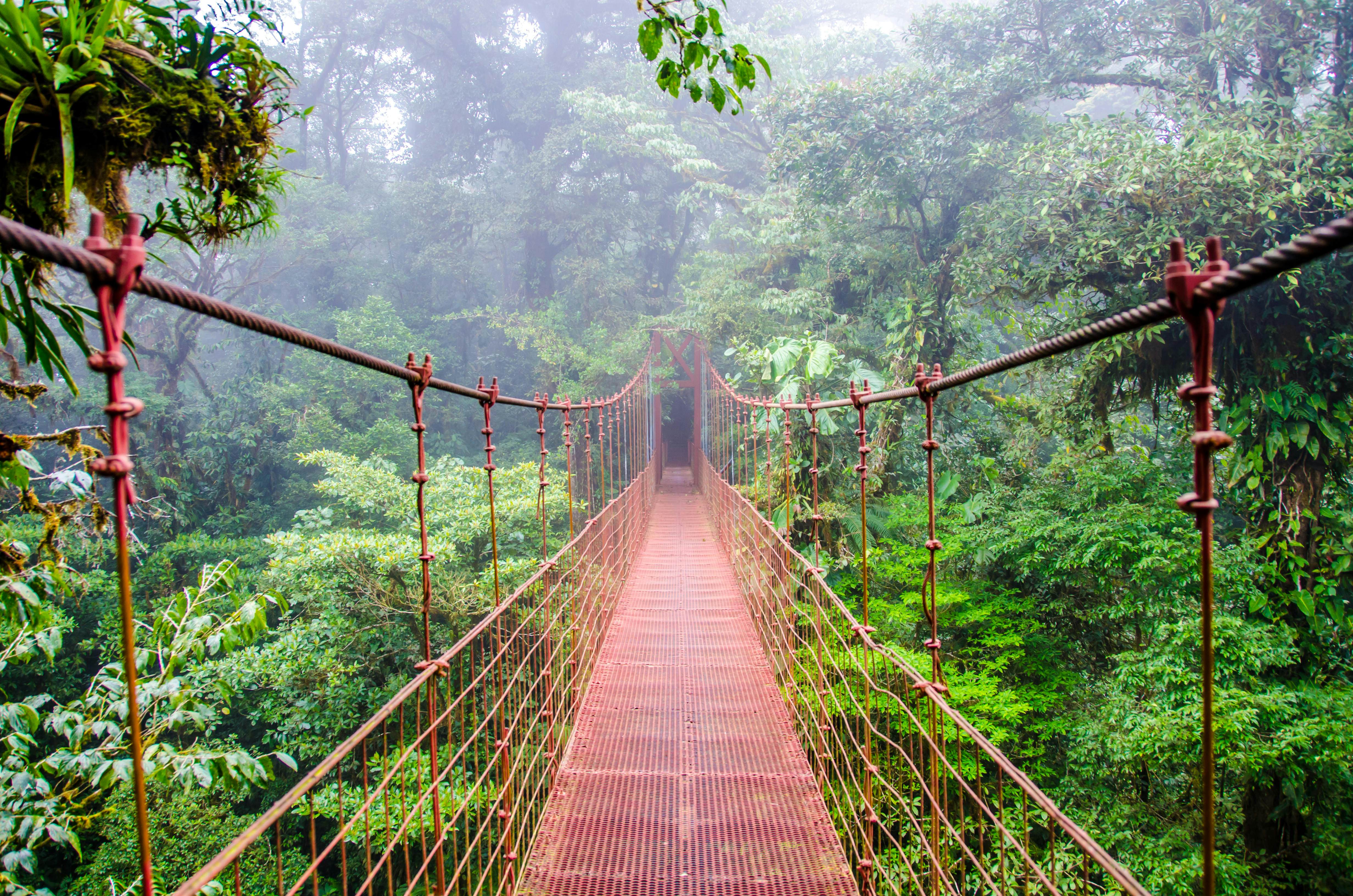 5 of the Best Jungle and Rainforest Walks on the Planet