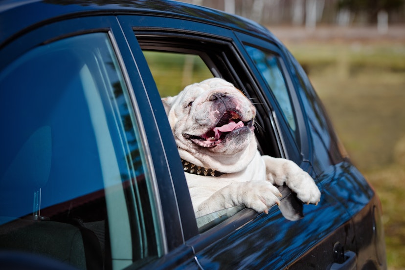 Happy bulldog in a car.