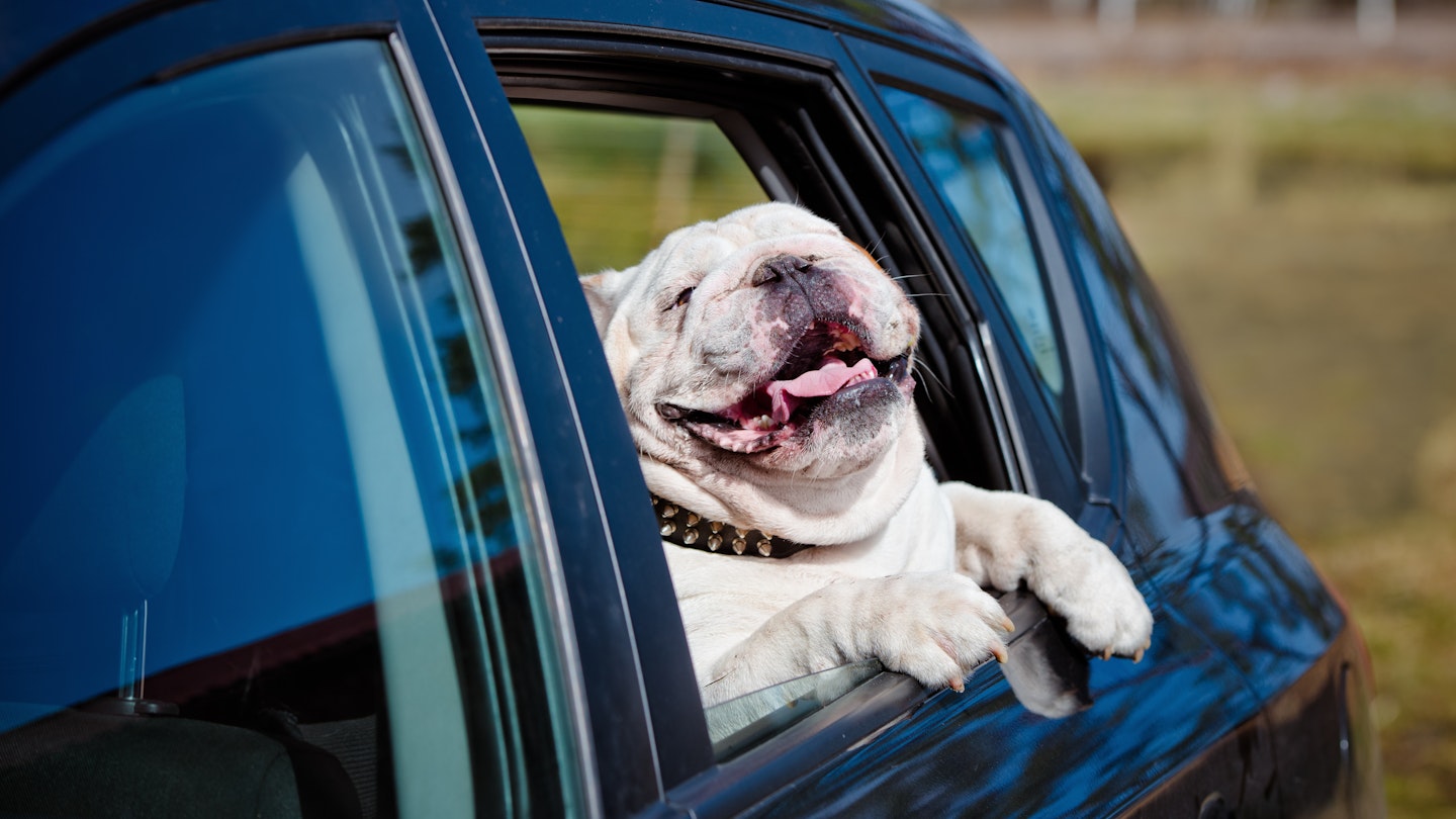 Happy bulldog in a car.