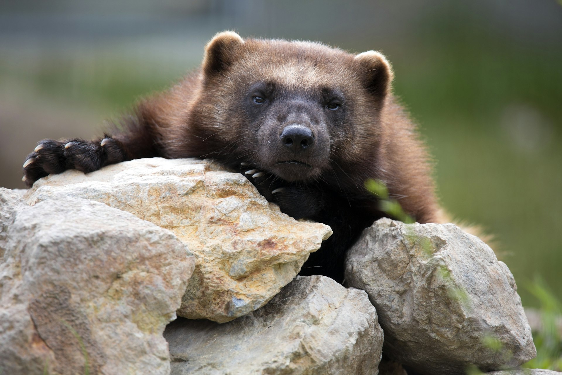 A wolverine peeping out from behind rocks