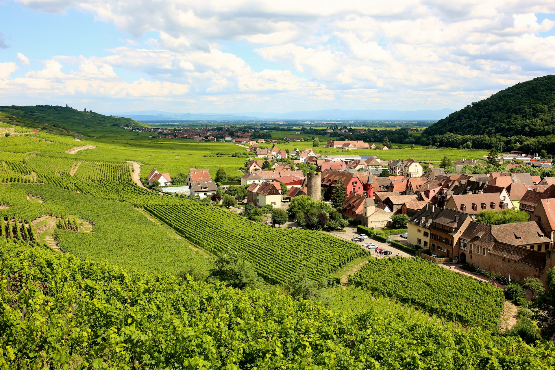 A village surrounded by vineyards