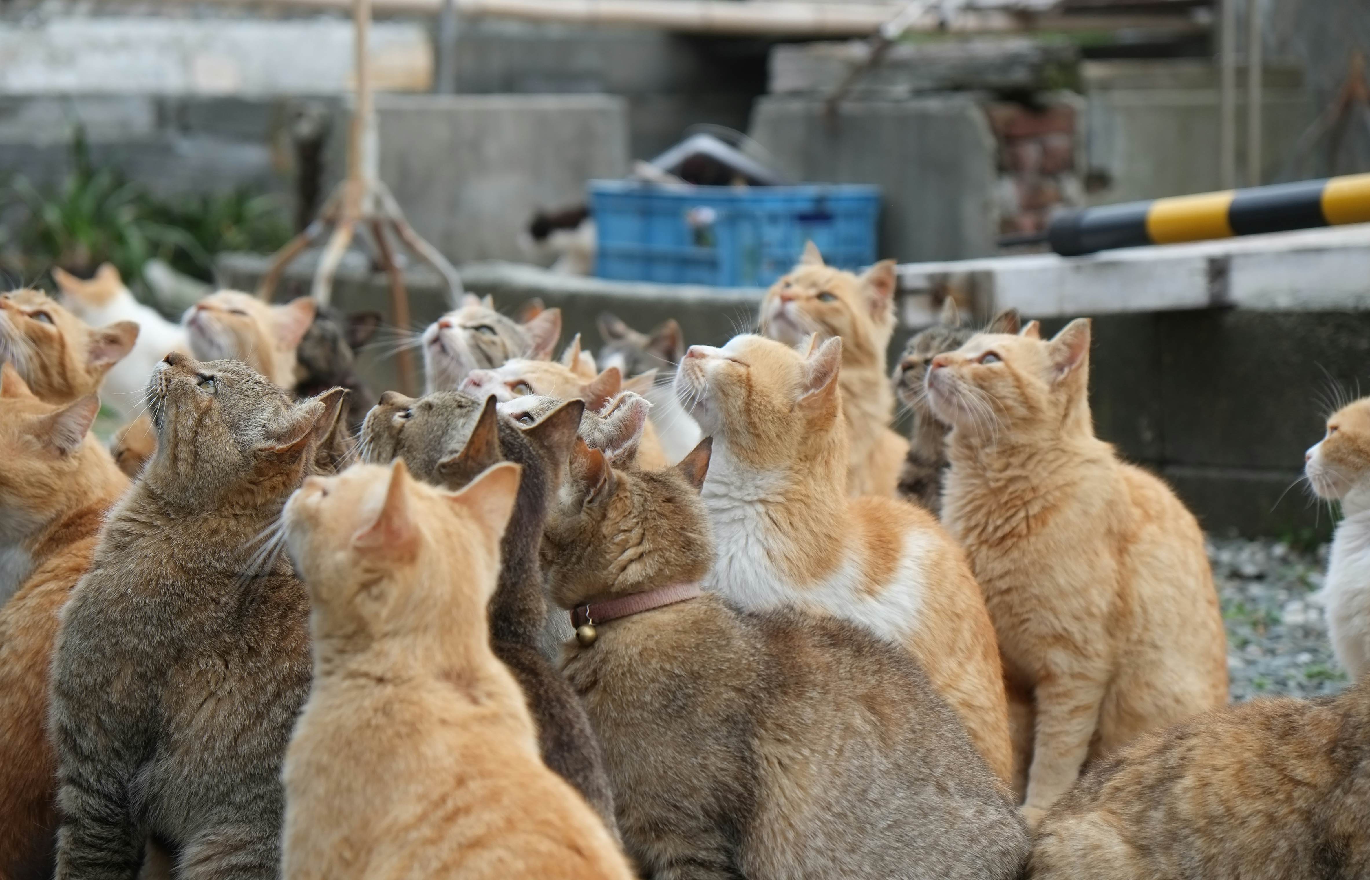 shutterstock_638578903Japan Ehime Prefecture Ozu City Island with many cats aosima.jpg