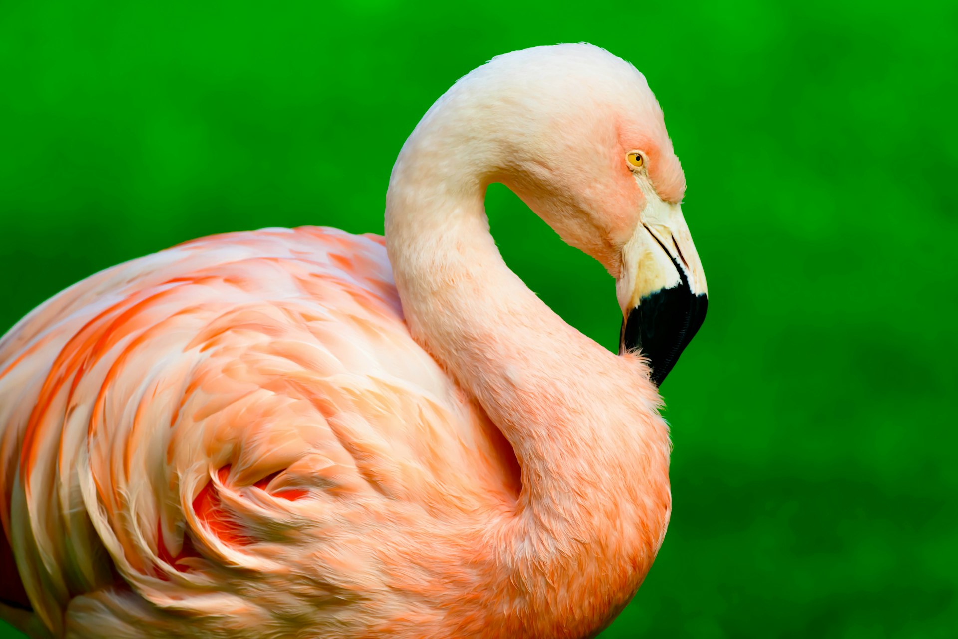 Side view of Chilean flamingo against a green background