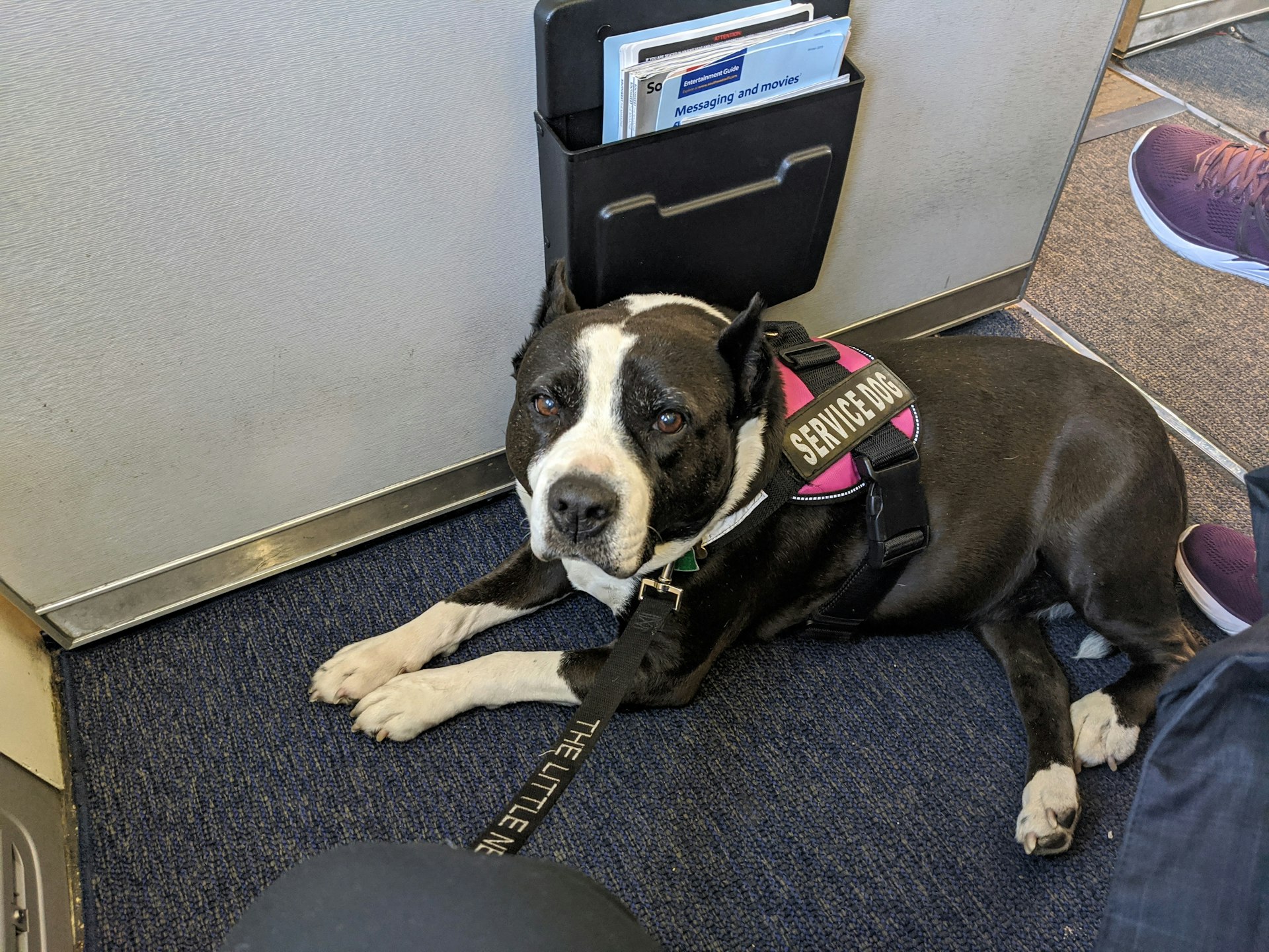 A dog on the floor of an airplane cabin