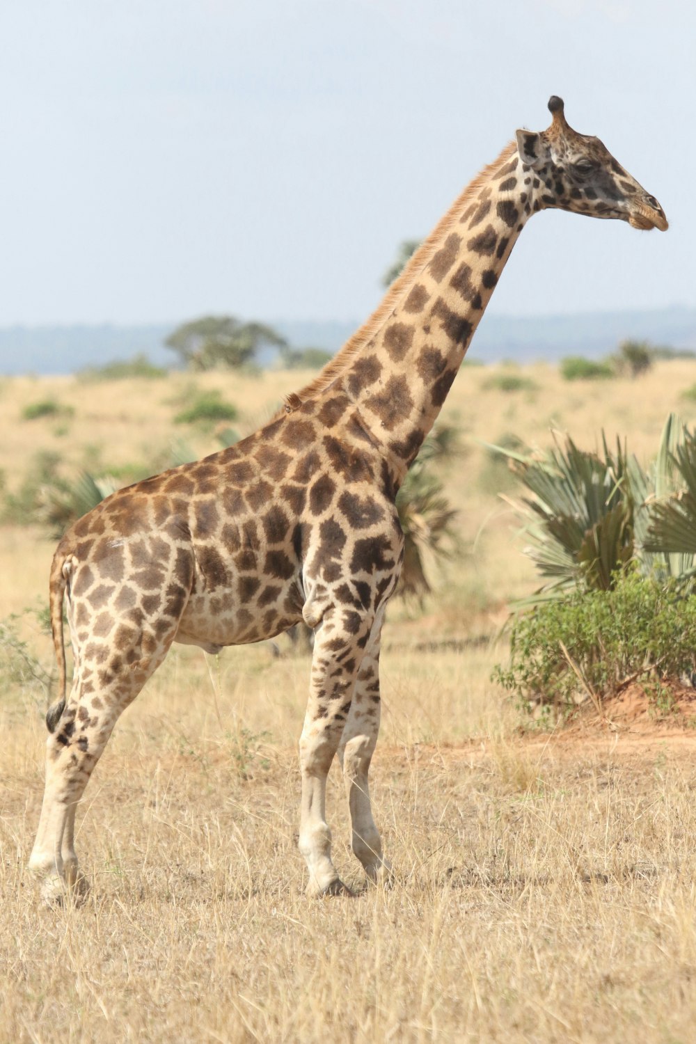 A dwarf giraffe in Uganda