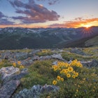 Rocky Mountain wildflowers in Colorado during sunset.