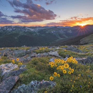 Rocky Mountain wildflowers in Colorado during sunset.