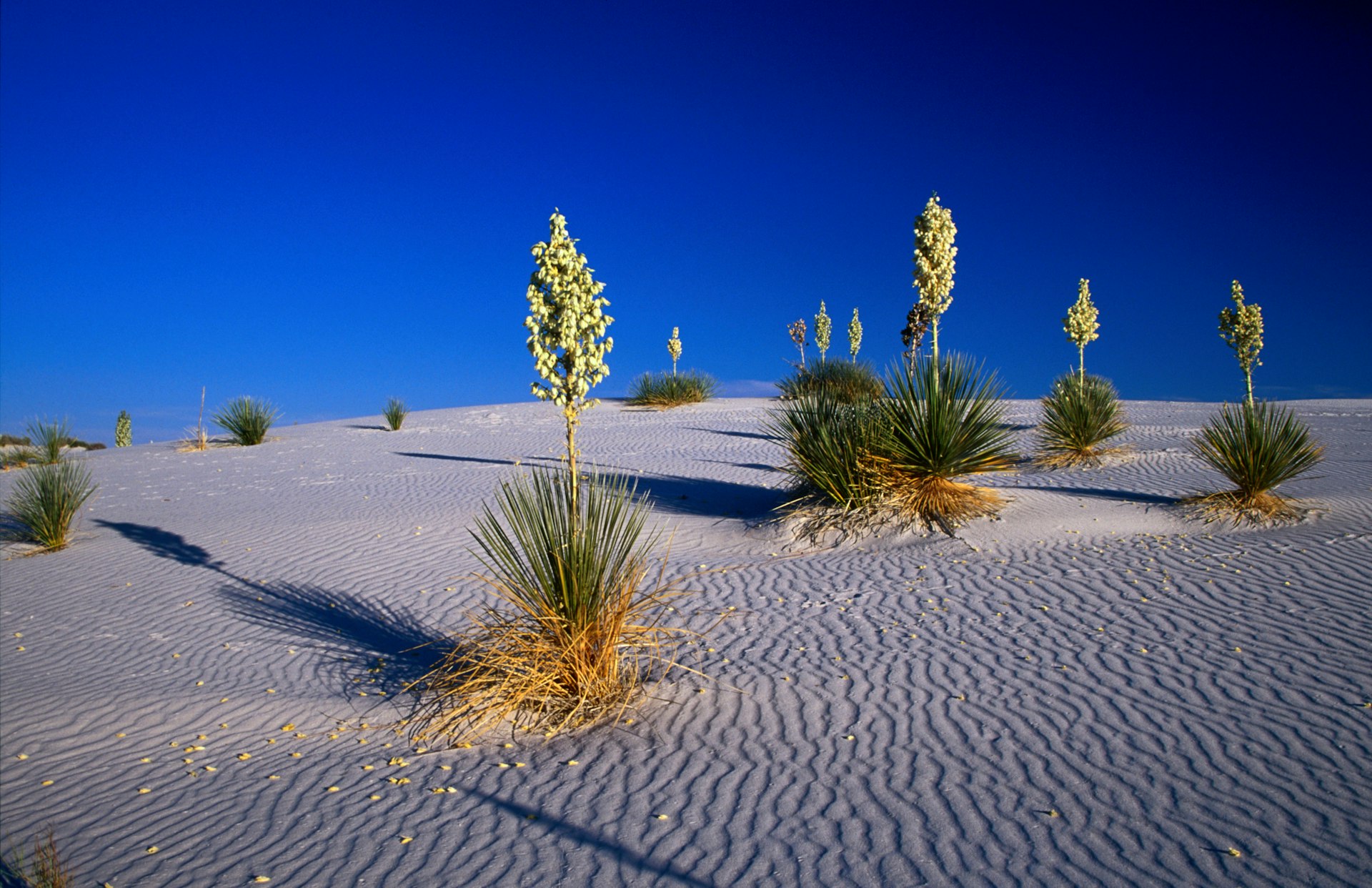 Sand and plants on White Sands National Monument in New Mexico 