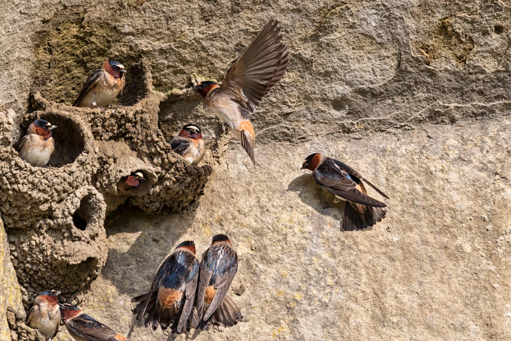The colony of American cliff swallows building their nests on the cliff edge at Ledges State Park, Iowa, USA The colony of American cliff swallows building their nests on the cliff edge at Ledges State Park, Iowa, USA