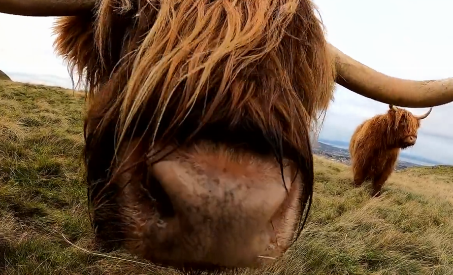 A cow ooking into the camera on Swanston Farm in Scotland