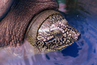 Swinhoei turtle 1.png