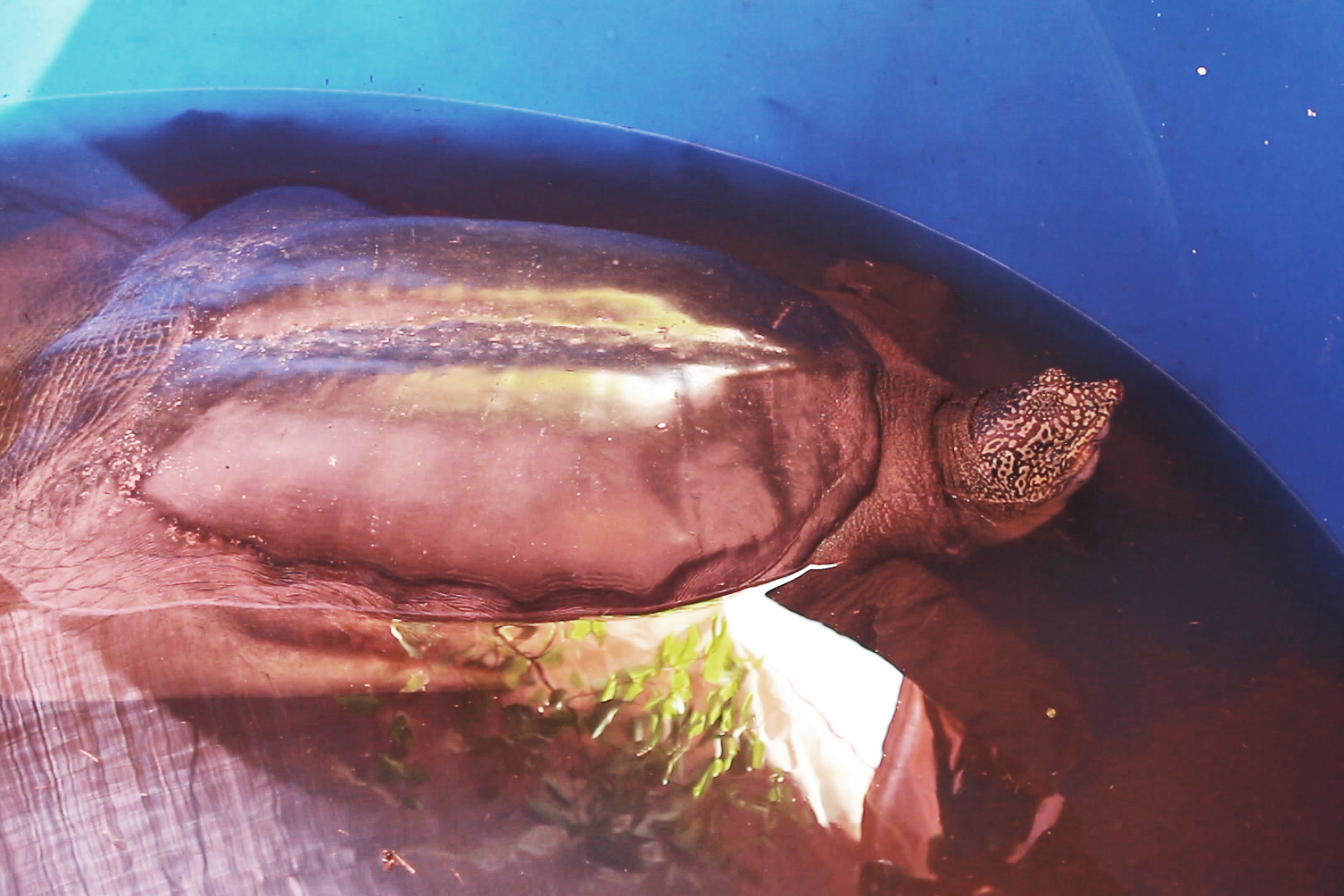 A Swinhoe turtle in a blue water basin.png