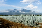 A field of Agave tequilana, commonly called blue agave (agave azul) or tequila agave, is an agave plant that is an important economic product of Jalisco, Mexico. In the background is the famous Tequila Volcano or Volcán de Tequila