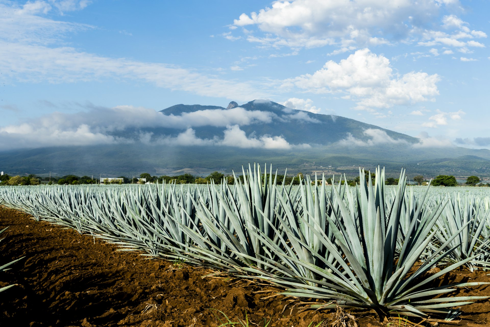 A field of Blue Agave in Jalisco Mexico
