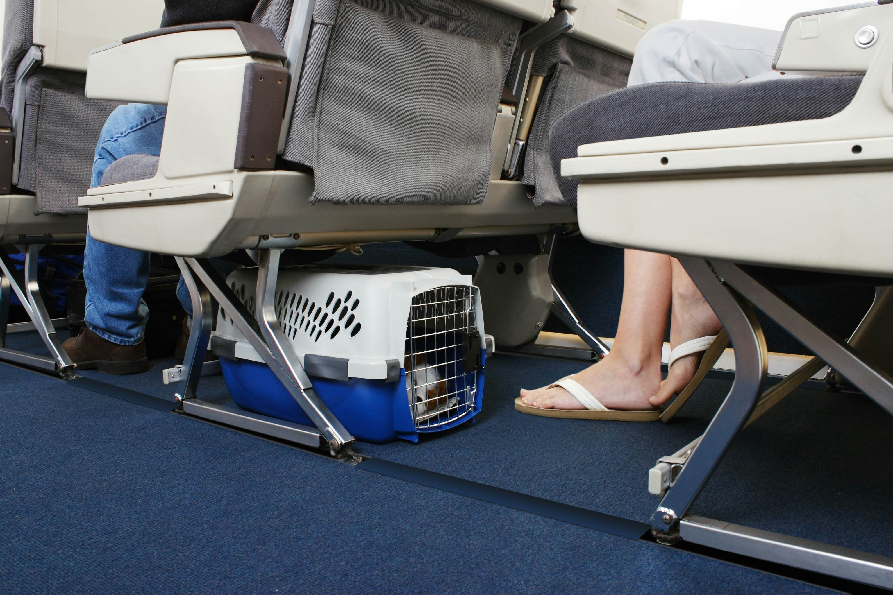 carry pet on plane