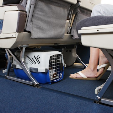 Passenger traveling with their pet dog. Pet carrier is stowed under the seat.