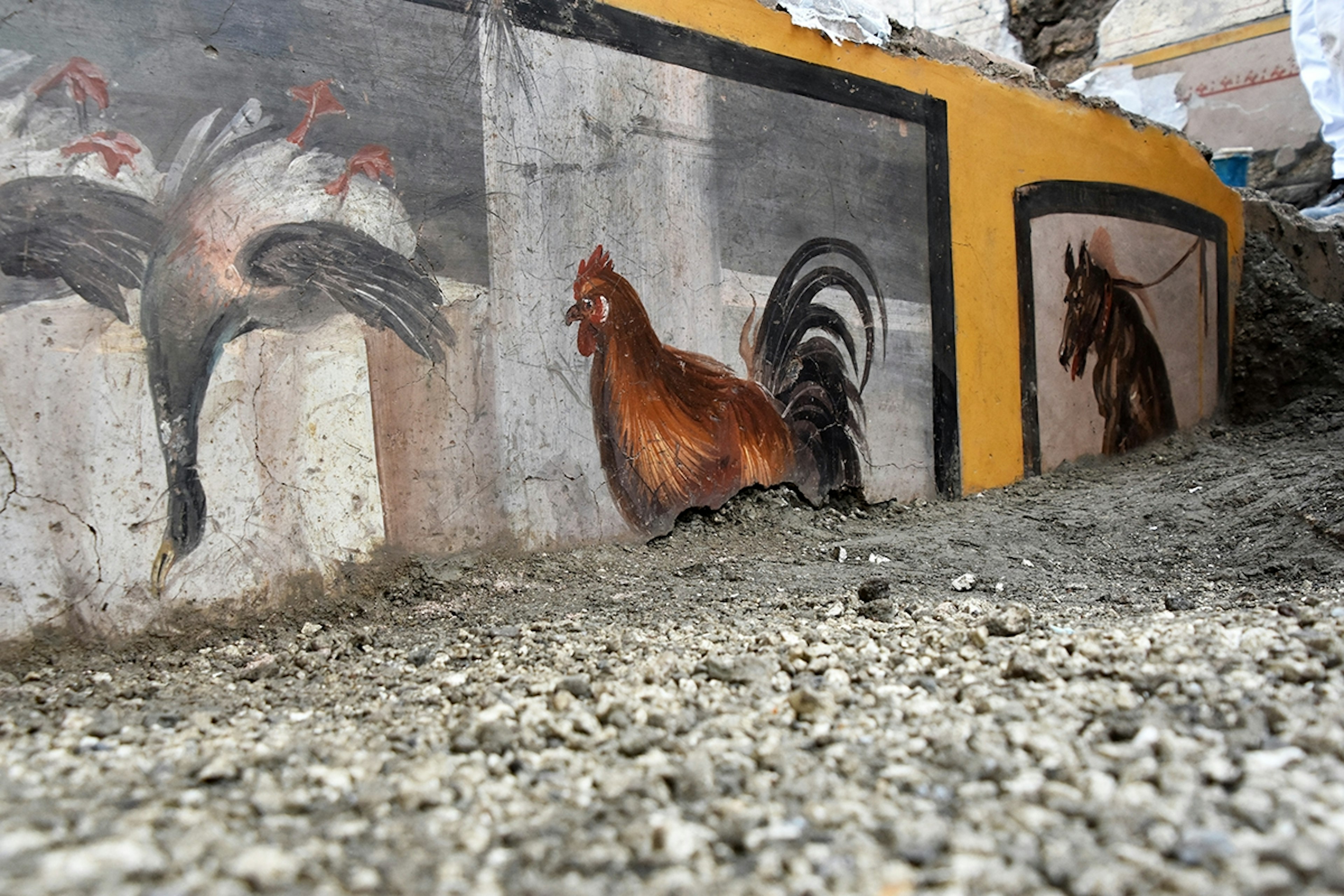 Frescoes of mallard duck and rooster on a Pompeii snack bar