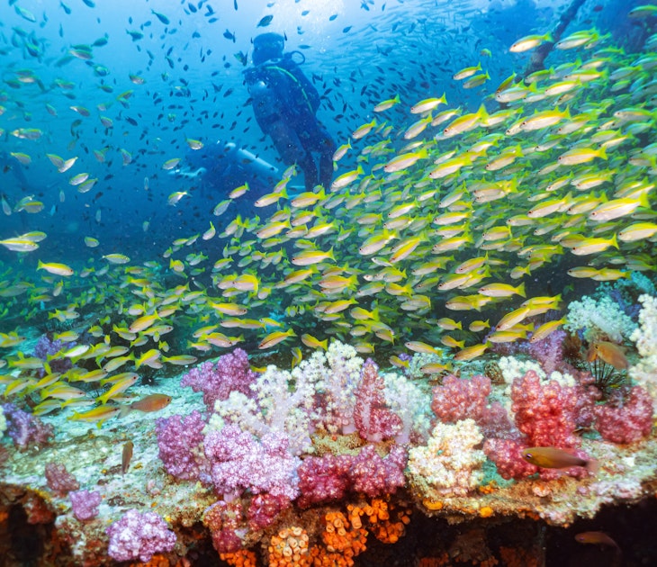 Soft Coral in The King Cruiser Wreck at Phuket, Thailand