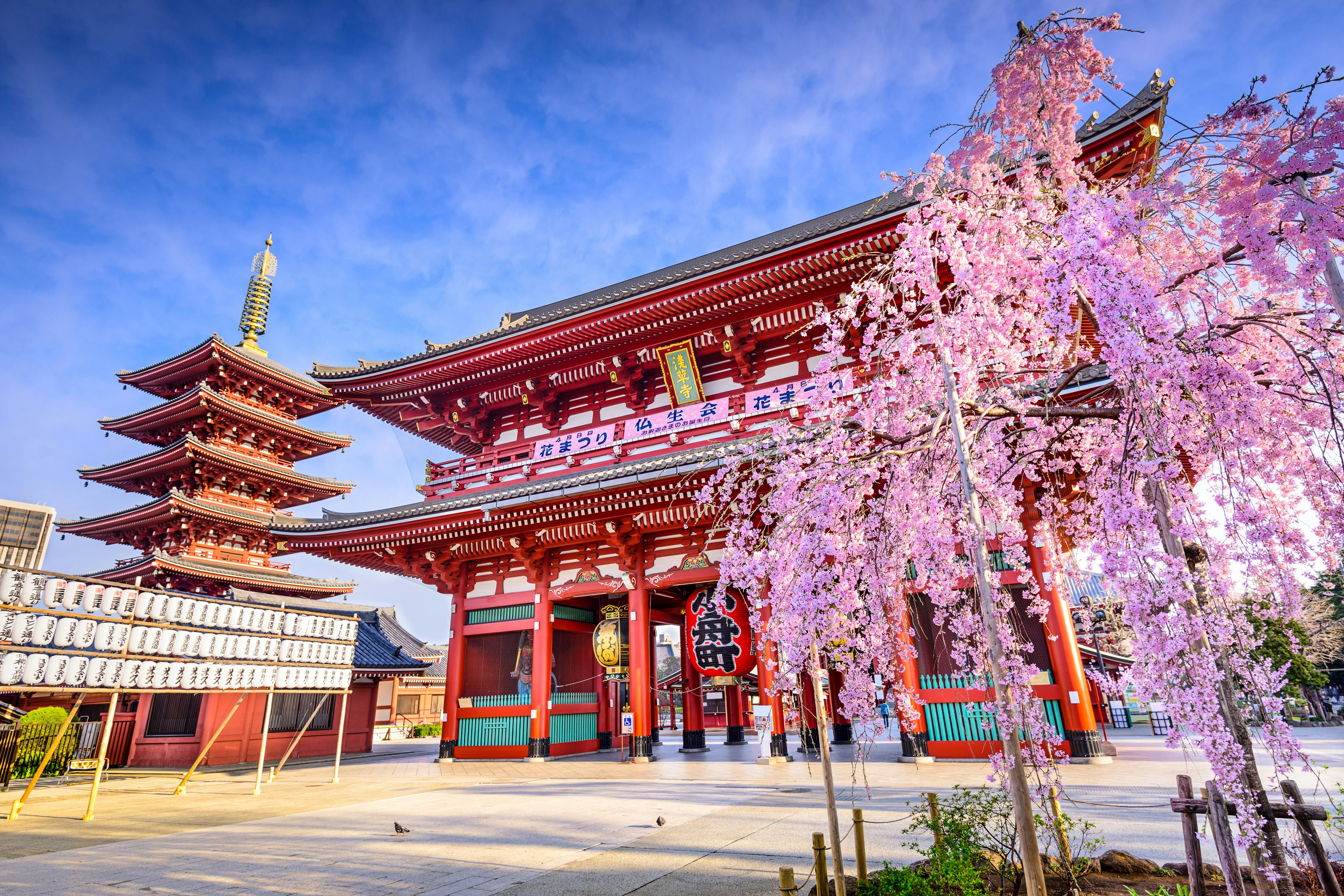 Pink cherry blossoms in bloom near a Japanese temple