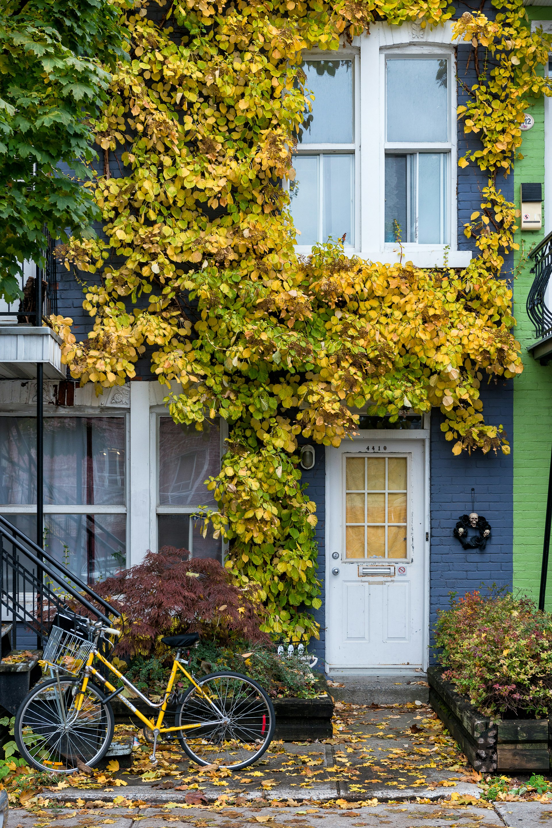 The vine-covered facade of a property with a bicycle leaning against the wall