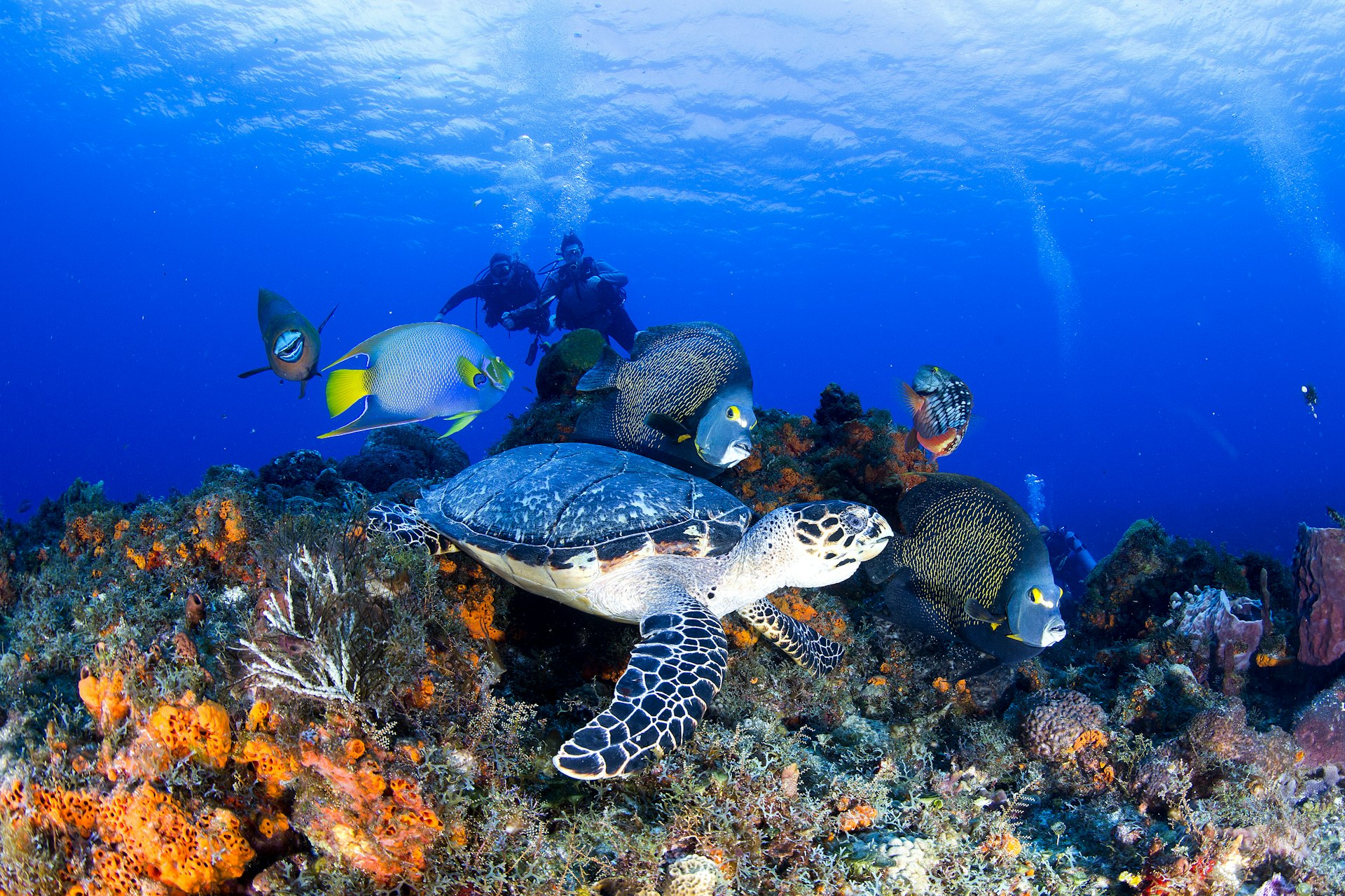 Underwater shot of a turtle swimming with angel fish near coral. Two divers are rising over the reef