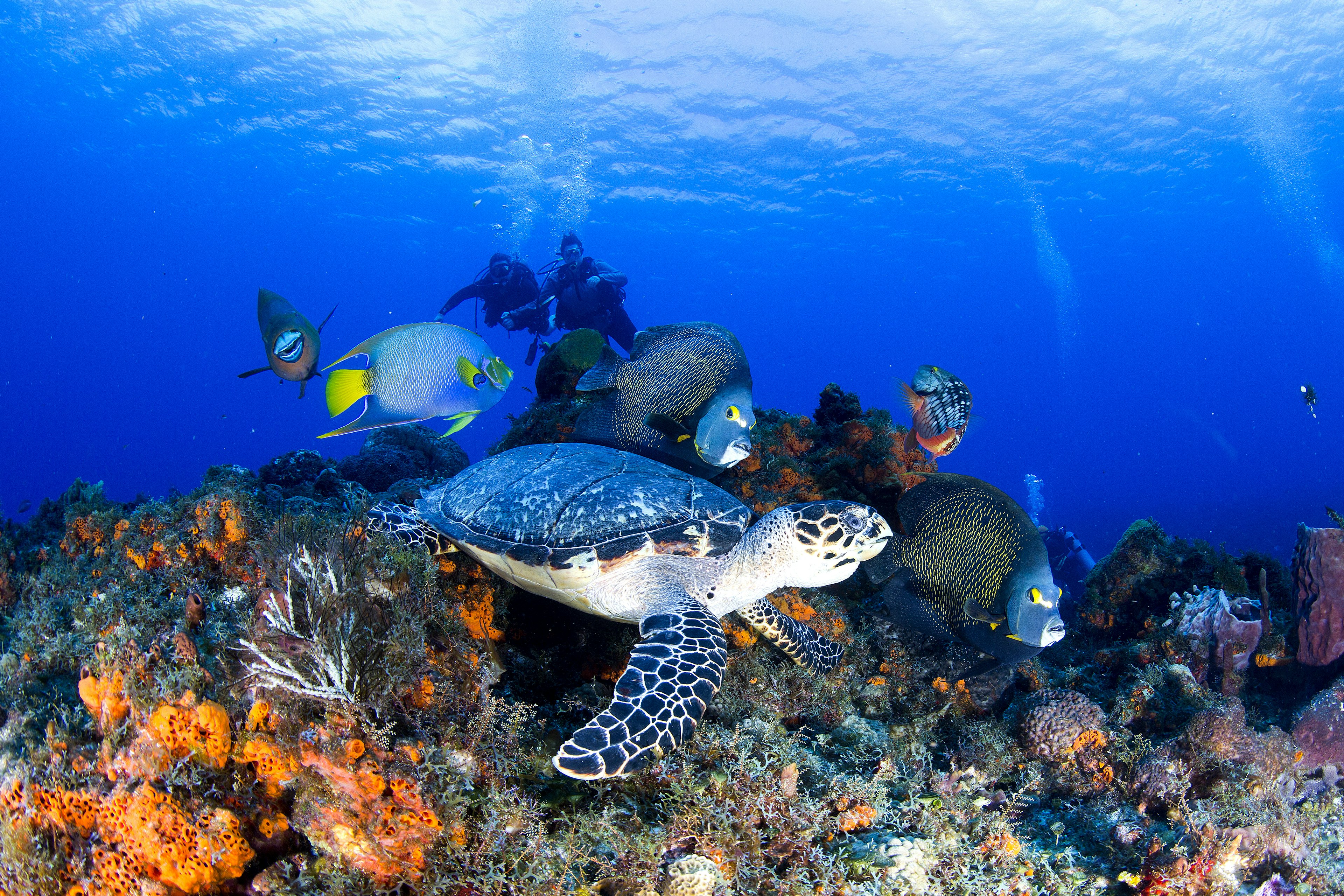 Underwater shot of a turtle swimming with angel fish near coral. Two divers are rising over the reef