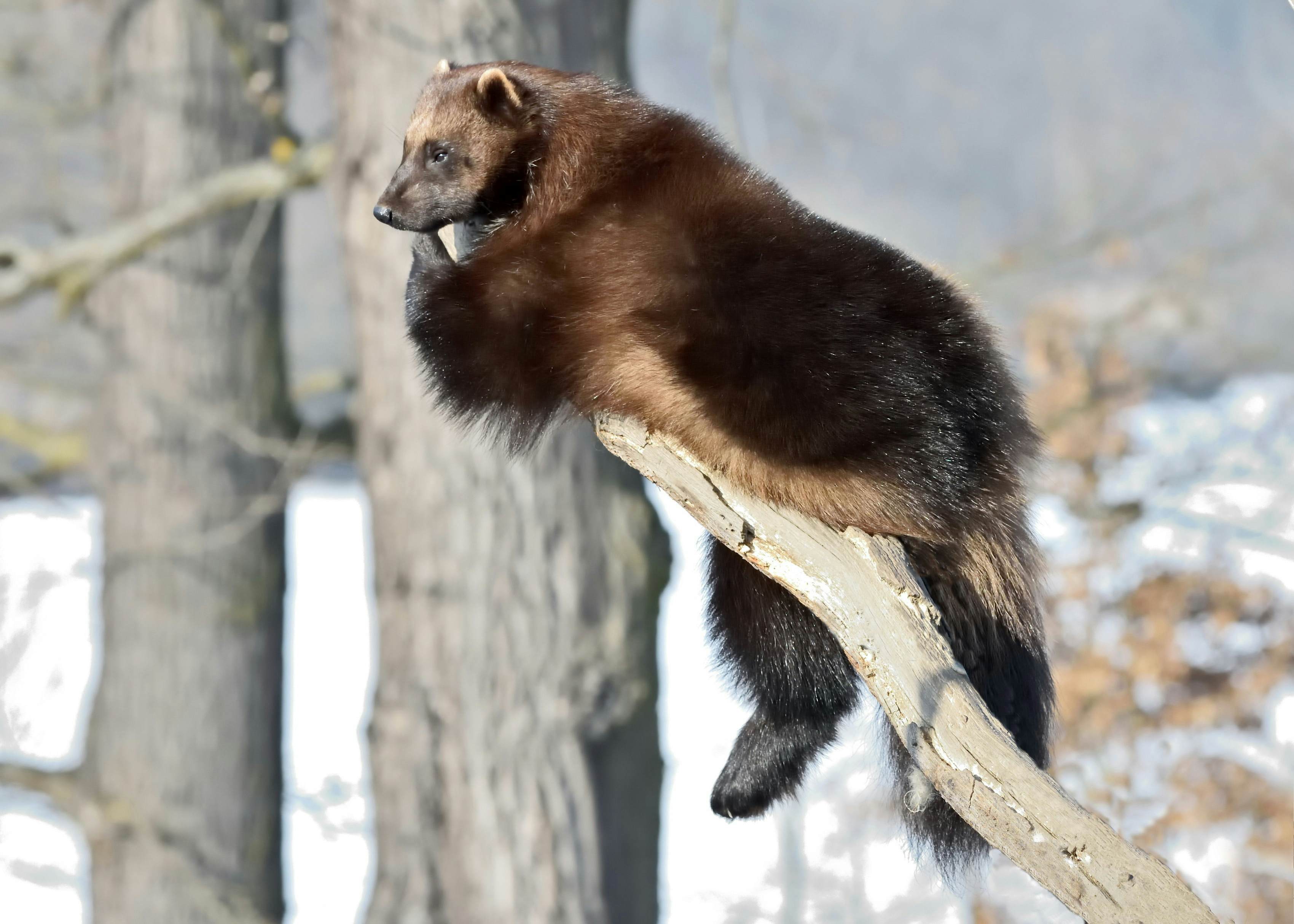 Wolverine caught on camera in Yellowstone for the first time - Lonely Planet