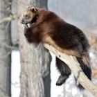 Wolverine (Gulo Gulo) resting on a branch