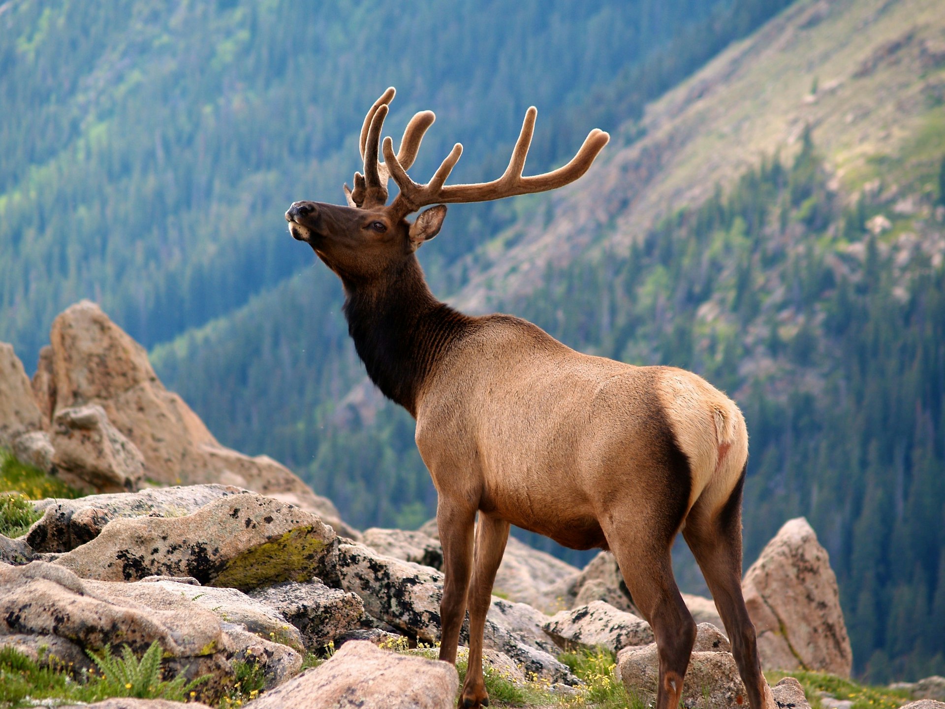Elk standing on rocks at Rocky Mountain National Par