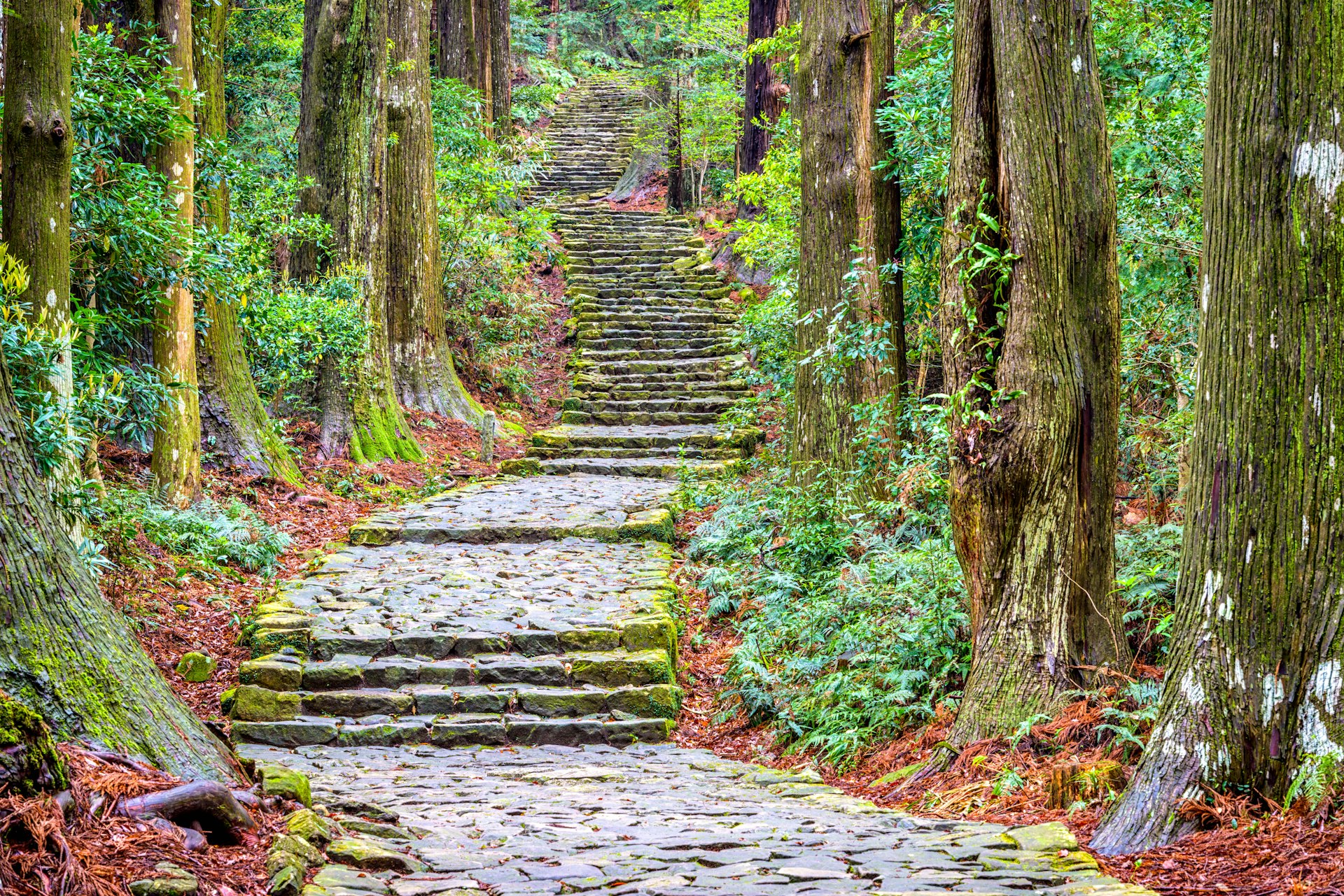 A path, made up of a series of wide stone steps, weaves through dense forest 