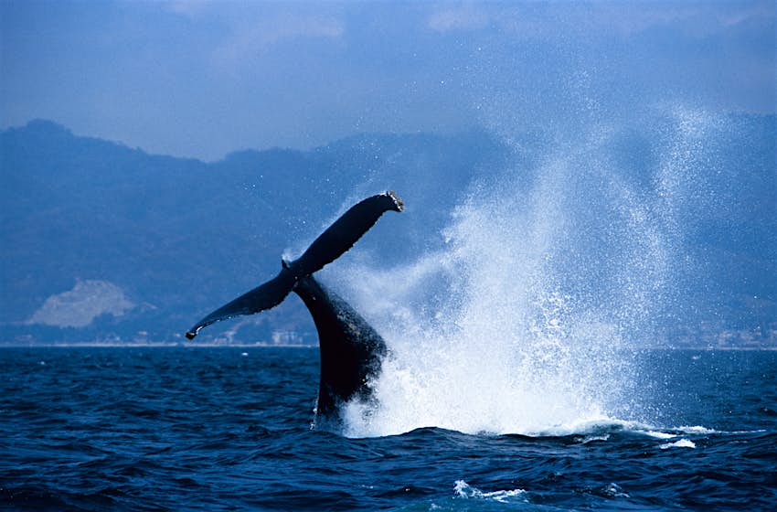 A humpback whale breaches at Puerto Vallarta