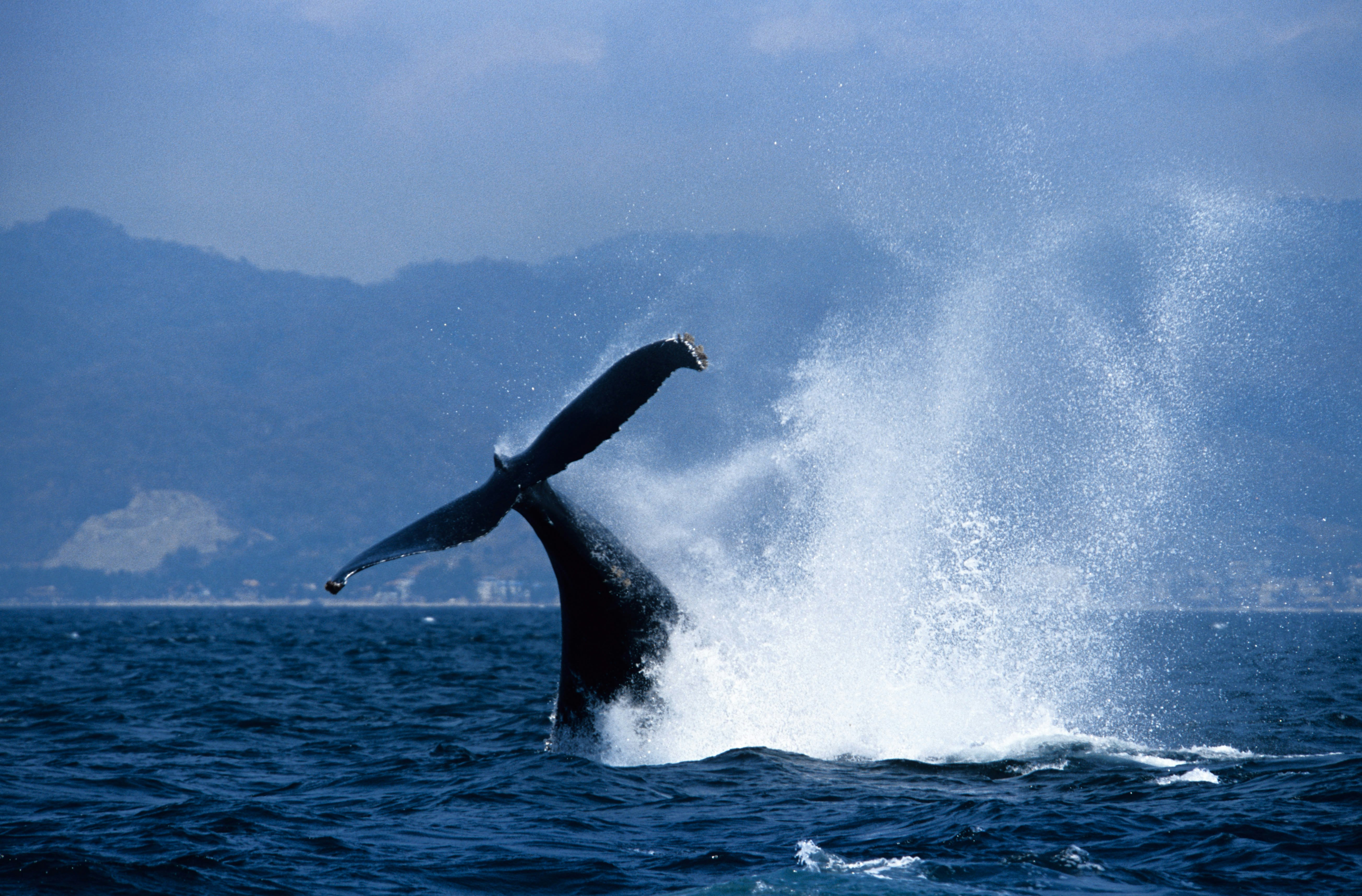 humpback whale, megaptera novaeangliae, lobtailing, puerto vallarta