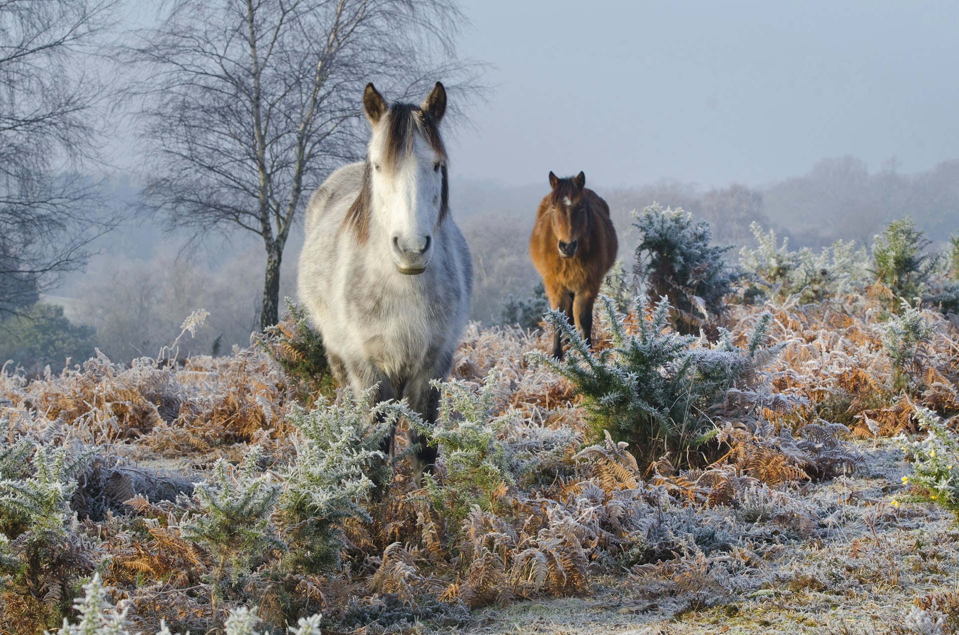 Two New Forest ponies standing among heather on a frosty morning in the New Forest, England